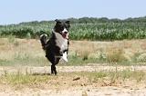 BORDER COLLIE 248